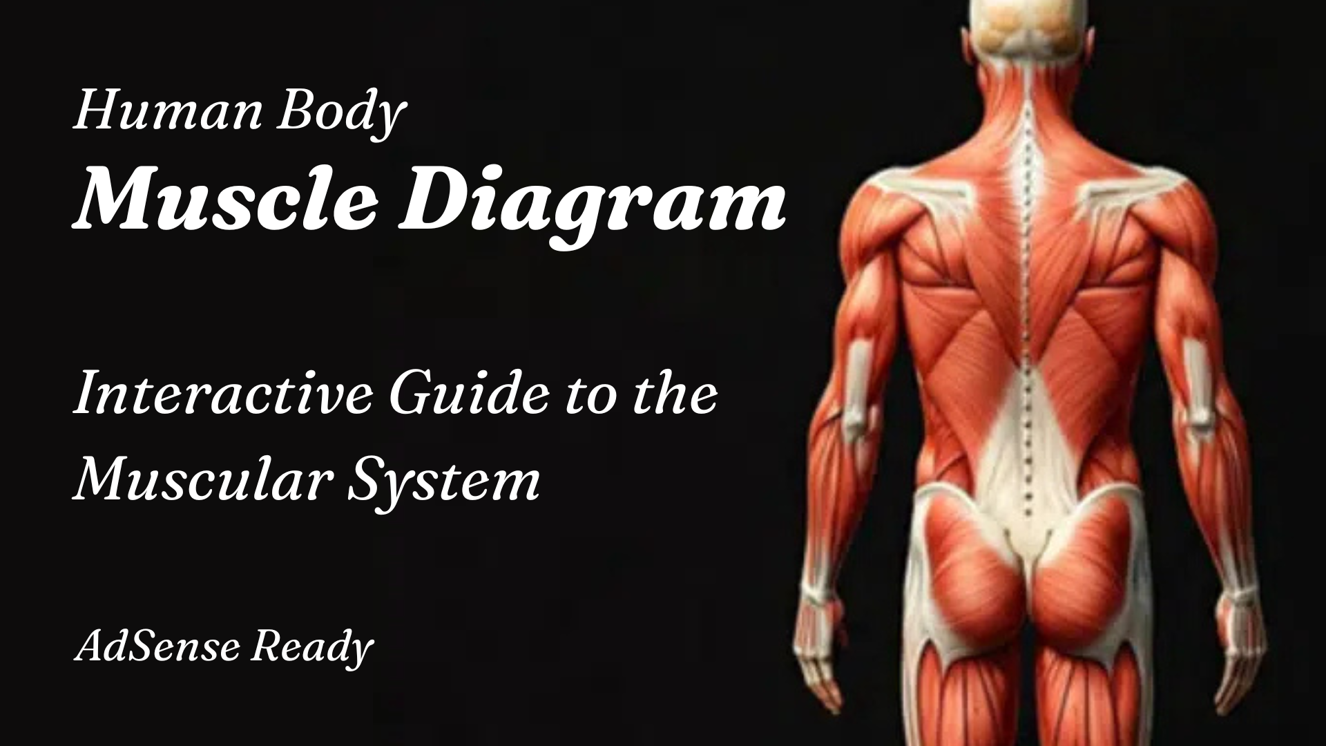 Interactive 3D Body Muscle Diagram